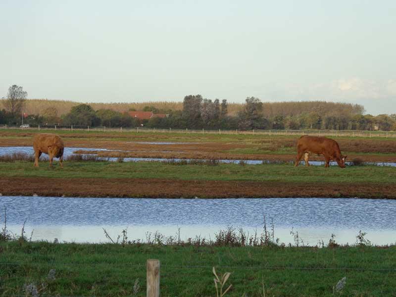doutepoppe-boerderij-tureluur