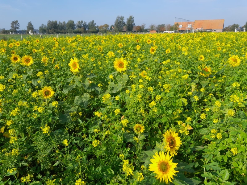 zonnebloemen in de herfst
