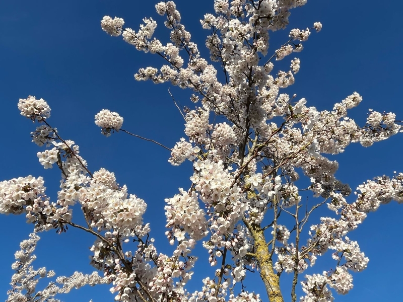 lente
